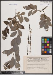 Foto von Salix caprea L. x Salix cinerea L.